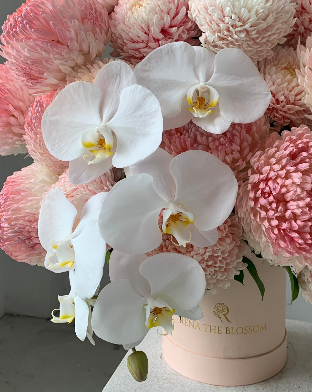 Cascade Orchid