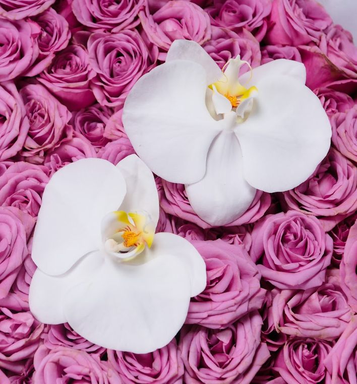 Orchid